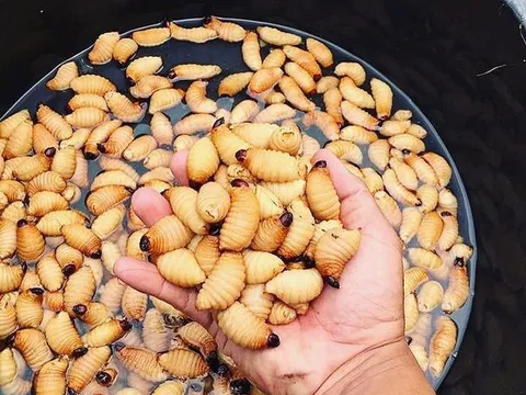 Món ăn “kinh dị” bậc nhất miền Tây: Càng nhìn càng sợ, càng ăn càng ghiền?