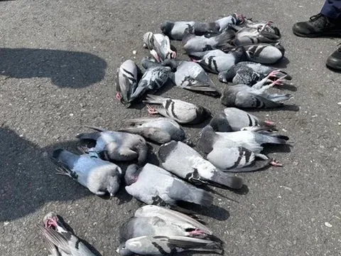 Hàng chục con chim bồ câu chết bất thường, người đi đường bàng hoàng: Ai là thủ phạm?