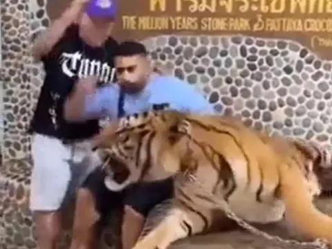 Kịch tính clip hổ dữ gầm vang, hai thanh niên "hồn siêu phách lạc"