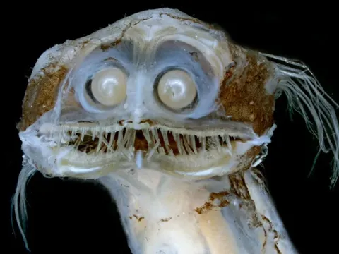 Cận cảnh "ác mộng" biển sâu, loài cá có nụ cười tử thần và đôi mắt như kính viễn vọng