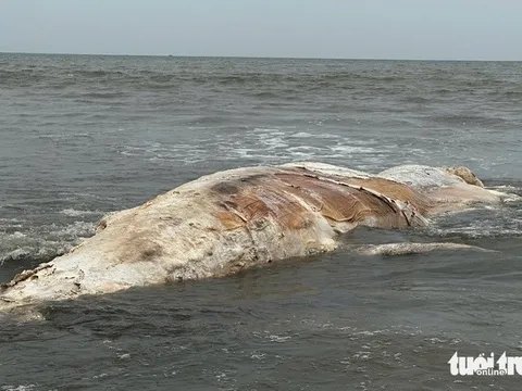 Xác cá voi hơn 5 tấn dạt vào bờ biển ở Nghệ An, hàng trăm người dân kéo tới quan sát