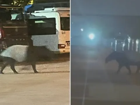 “Quái thú” bước đi vang như vó ngựa bất ngờ xuất hiện giữa khu dân cư, xuất hiện bí ẩn rồi biến mất vào rừng,