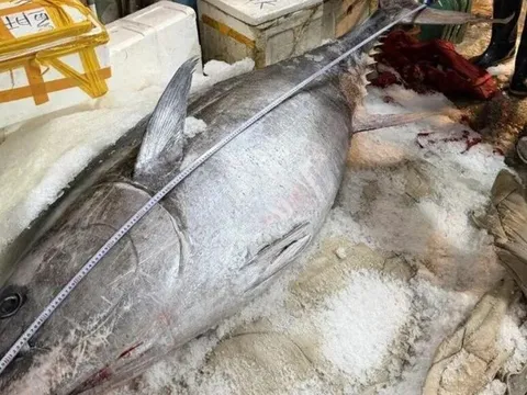 Cận cảnh "ngư lôi khổng lồ" 280kg vừa sa lưới, huy động 7 thanh niên trai tráng mới khiêng nổi