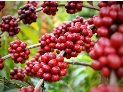 Thị trường cà phê ngày 23/3: Cà phê Arabica lập đỉnh mới, Robusta đi ngang, thị trường Việt Nam chịu tác động thế nào?