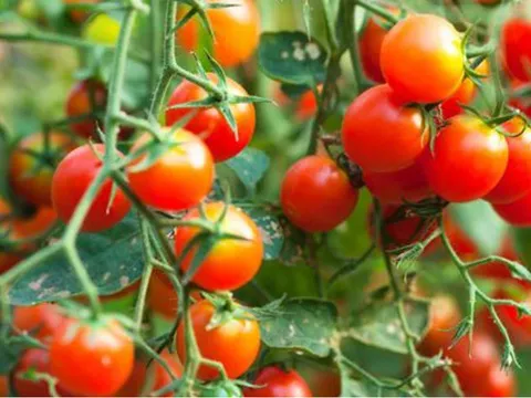 Loại quả phổ biến ở Việt Nam: Khi còn xanh tiềm ẩn nguy cơ gây độc, chín lại thành “thần dược”