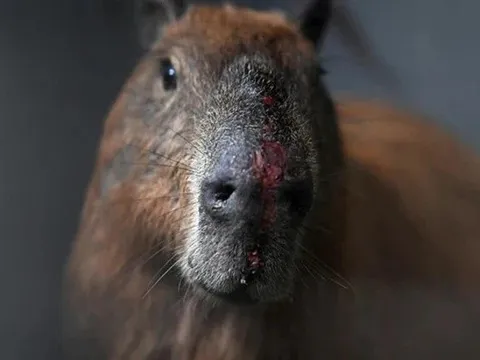 Chuột lang nước đực nặng 65kg bị hành hung, cảnh sát trích xuất camera tìm thủ phạm