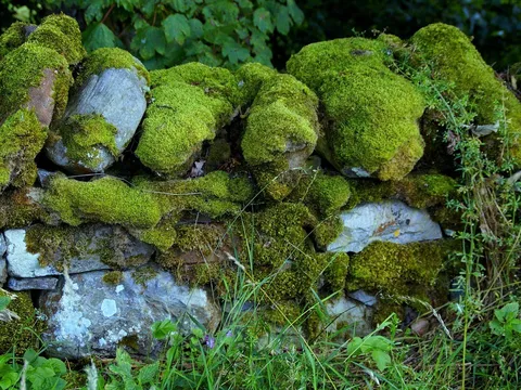 Thứ rong rêu như rác bỏ đi, ai ngờ nướng lên lại thành đặc sản núi rừng Tây Bắc, bổ thận, giải độc cực tốt