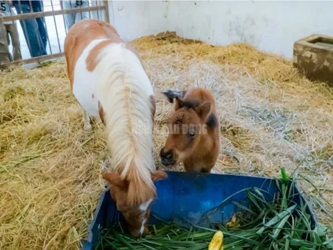 Tan chảy với khoảnh khắc ngọt ngào của mẹ con ngựa lùn "mới nổi" ở TP.HCM