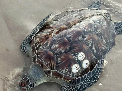 Rùa biển 20kg và cá mái chèo khổng lồ liên tiếp trôi dạt vào bờ biển Lâm Đồng: Điều gì đang xảy ra?