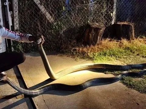 Cận cảnh màn "giao đấu" của cặp đôi hổ mang chúa nặng 12kg: Cả vùng xôn xao vì điềm lạ