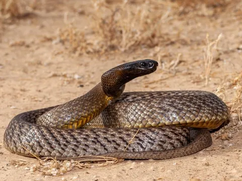 Khám phá loài rắn độc nhất hành tinh, một cú đớp có thể tiễn 100 người về "thế giới bên kia"