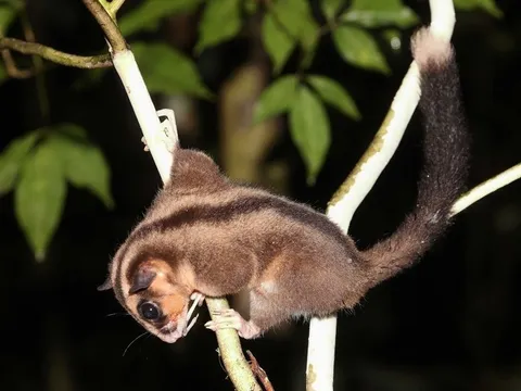 Loài thú "bé xíu", biết bay ngỡ đã tuyệt chủng 6.000 năm bất ngờ "tái xuất"
