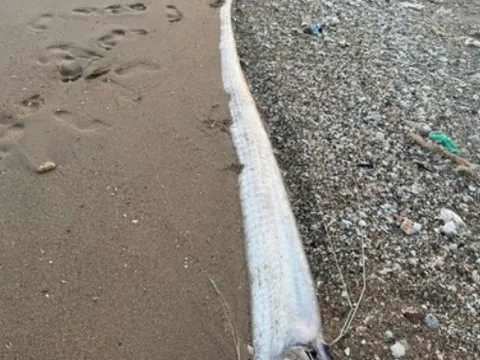 Liên tiếp cá mái chèo khổng lồ chết dạt bờ: Chuyên gia lý giải