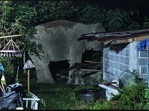 Sau tiếng rống xé màn đêm, con vật khổng lồ nặng 3 tấn lao thẳng vào nhà dân, cảnh tượng ám ảnh