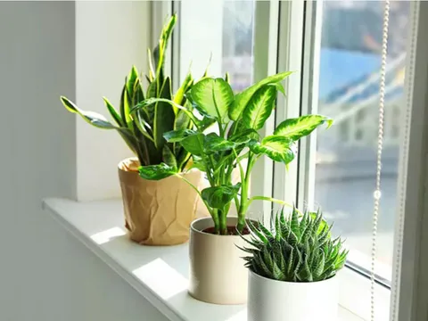 Góc xanh “thần kỳ”: Bí quyết tăng năng lượng và cải thiện tinh thần cho phụ nữ