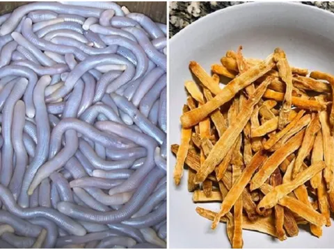 Sinh vật có ngoại hình khiến nhiều người e dè được ví như "sâm đất", giá chạm mốc 6 triệu/kg đại gia vẫn tranh nhau mua