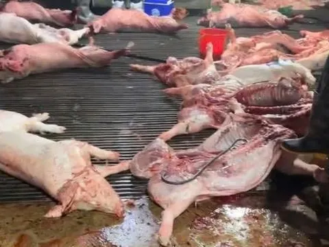 Nhiều phụ huynh xin cắt suất ăn bán trú sau vụ 300 tấn thịt lợn nhiễm bệnh: Nhà trường nói gì?