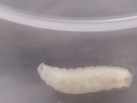 Lỗ hổng an toàn thực phẩm tại "siêu đô thị": Khi giun xuất hiện trong bữa trưa học sinh ở Thượng Hải