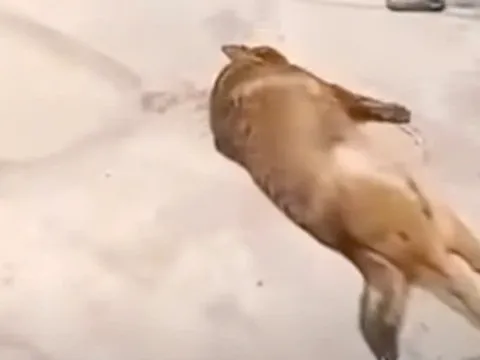 Chó becgie 40kg hung dữ tấn công cụ ông 83 tuổi tử vong: Camera ghi lại điều bất thường