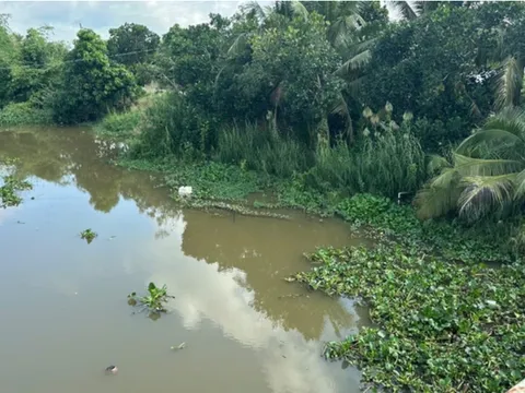 Cá sấu dài 1,5 m bất ngờ xuất hiện bơi trên kênh, Tây Ninh phát cảnh báo khẩn