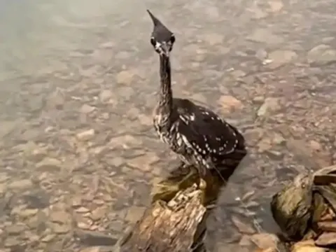 Giải cứu sinh vật lạ trong đêm, gã đàn ông không ngờ vừa chạm mặt "loài chim bí ẩn nhất thế giới"