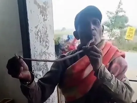 Rắn hổ mang tung cú cắn chí mạng ngay trong miệng "dân chơi" liều lĩnh, toàn bộ khoảnh khắc được camera ghi lại