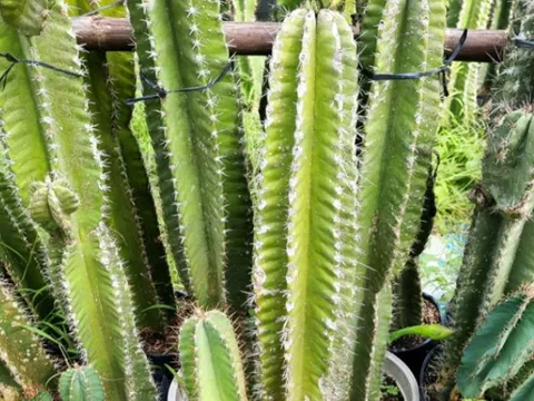 4 loài cây “thần kỳ” giúp gia chủ tránh rắn, thu hút tài lộc năm 2026