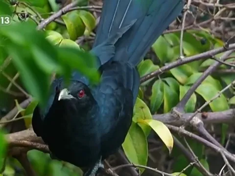 Nam sinh lớp 12 đòi dỡ tổ chim ở trường học, thầy hiệu trưởng viết thư phản hồi khiến cả trường lặng người