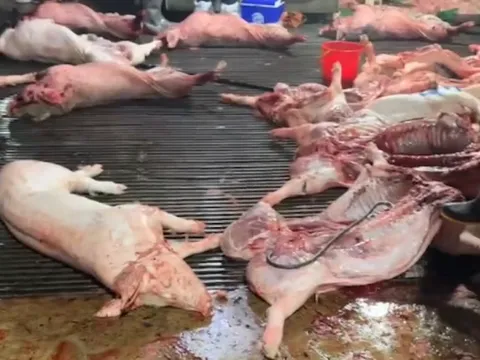 Bộ Y tế cảnh báo khẩn sau vụ lợn bệnh vào bếp ăn của trường học ở Hà Nội