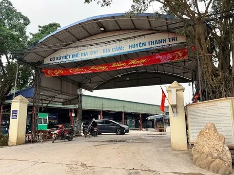 Vụ gần 300 tấn lợn bệnh vào bếp ăn trường học và chợ dân sinh:  Cán bộ kiểm dịch đã "vòi tiền" như thế nào?