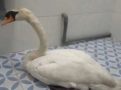 Trộm thiên nga trắng của Thảo cầm viên Sài Gòn, Nguyễn Cao Phương bị khởi tố