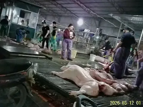 Vụ 300 tấn thịt lợn bệnh vào trường học: Công an Hà Nội thông tin về bếp ăn của 26 trường tiểu học và nhiều trường mầm non ở Hà Nội, Bắc Ninh có liên quan