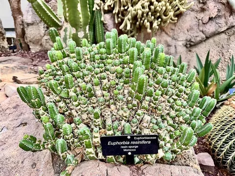 Không phải ớt, đây mới là thứ được xem là “cay nhất thế giới”