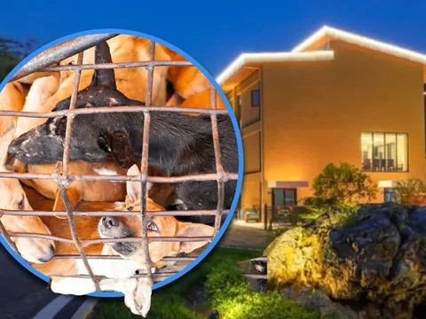 Mang theo thú cưng đi du lịch, nhưng tin nhắn từ khách sạn lại khiến cô gái sốc nặng vì nội dung khó chấp nhận