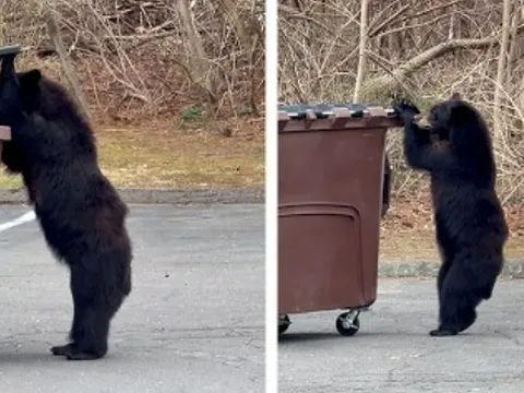 Clip: Đói quá hóa liều, chú gấu quyết định “ôm” luôn cả thùng rác đi nhưng cái kết khiến ai xem cũng phải bật cười