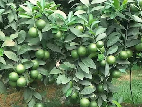 Quả rẻ bèo trồng đầy vườn ở Việt Nam lại được chuyên gia Mỹ xếp “tốt nhất”: Một giống cho trái quanh năm, thu tiền đều tay