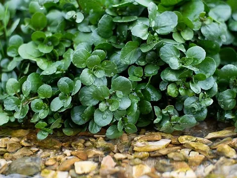 Loại rau nhỏ bé được Mỹ xếp "số 1 thế giới": Người Việt ăn hàng ngày mà không biết mình đang dùng “siêu thực phẩm”