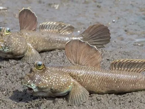 Lạ lùng loài cá kỳ dị "biết leo cây, chạy nhảy trên cạn": Từ “xấu lạ” thành đặc sản đắt khách, giá đến hơn nửa triệu/kg