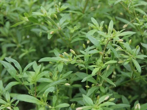 Một loại rau mọc hoang khiến người ta nhăn mặt lần đầu, nhưng lần sau lại đi tìm: Từng là rau cứu đói, nay thành đặc sản