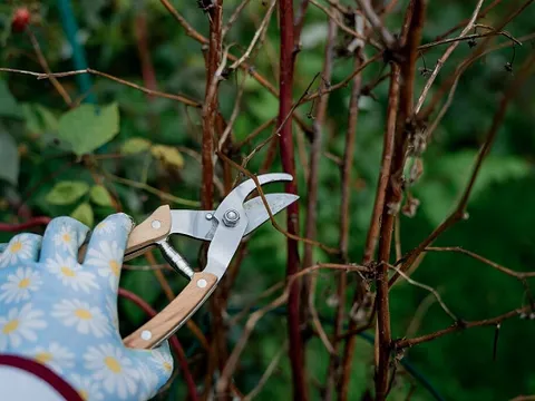 Tháng 4 tưởng nên cắt tỉa, ai ngờ nhiều cây “mất sạch hoa” chỉ vì một nhát kéo