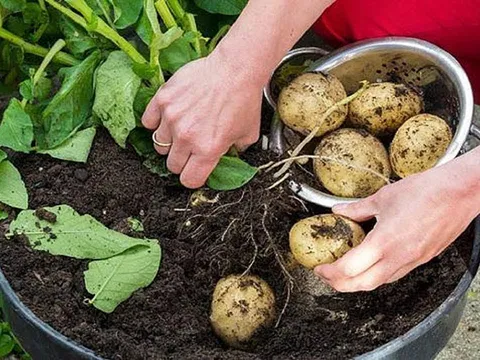 Tháng 4 trồng gì dễ trúng mùa? 4 loại rau “chịu đòn” thời tiết, càng thất thường càng dễ sống