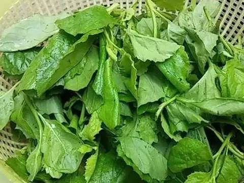 Tên nghe “lạnh gáy” nhưng là đặc sản: Loài rau mọc hoang vẫn đắt khách, giá tới 80.000 đồng/kg vẫn không đủ bán