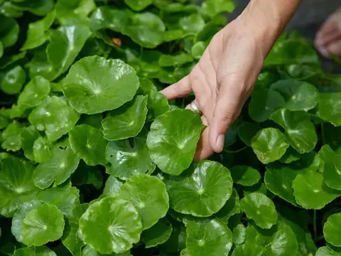 “Vườn thuốc” ngay trong chậu: 3 loại rau “dễ như trồng cỏ” nhưng lại tốt cho sức khỏe, nhiều người chưa tận dụng