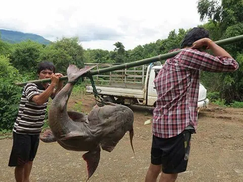 Ngư phủ tường thuật về cuộc "nghênh chiến" toát mồ hôi với "thủy quái" sông Đà