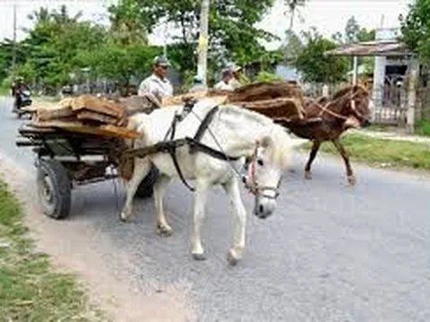 Hành vi điều khiển xe vật nuôi kéo vi phạm quy tắc giao thông đường bộ sẽ bị xử lý như thế nào?