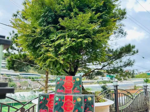 Trà Thông Đỏ Dương Gia và hành trình xây dựng thương hiệu vì sức khỏe người Việt