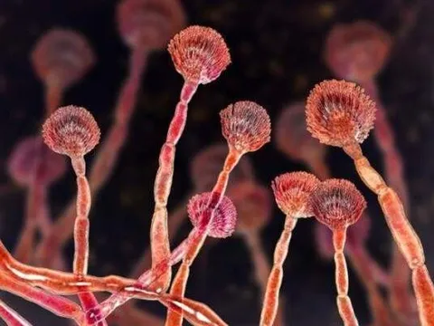 Nấm độc từng gieo rắc “lời nguyền pharaoh” bất ngờ có thể chữa ung thư