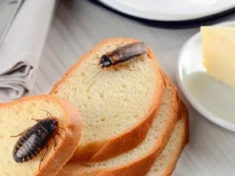 Chỉ 1 lát bánh mì, mẹo đuổi gián khiến nhà sạch bóng không cần hóa chất