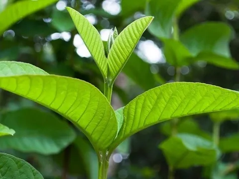 Tưởng chỉ ăn kèm nem chua, lá ổi lại giúp giảm cân và kiểm soát tiểu đường