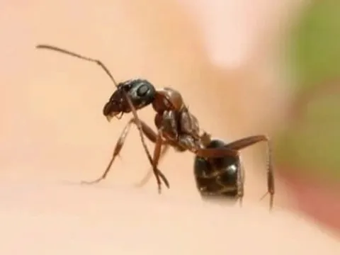 Chủ quan sau khi bị kiến đốt, người đàn ông nguy kịch vì sốc phản vệ